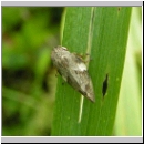 Aphrophora alni - Erlenschaumzikade 03.jpg